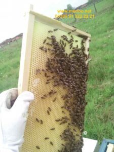 pčele na okvirima - 5