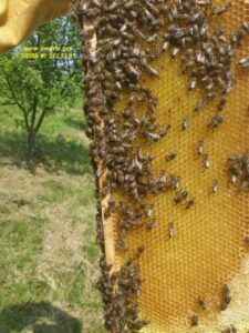 pčele na okvirima - 5