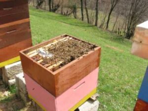 pčele na okvirima - 5