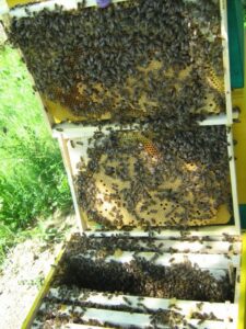 pčele na okvirima - 5