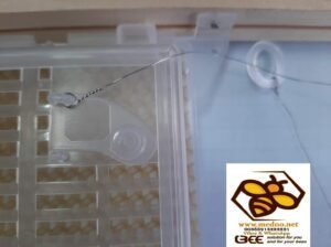 Blokator ( izolator ) matica na 21 dan u borbi protiv varoe