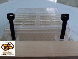 Blokator ( izolator ) matica na 21 dan u borbi protiv varoe