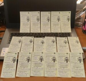 majke matic1 1manja 1 scaled