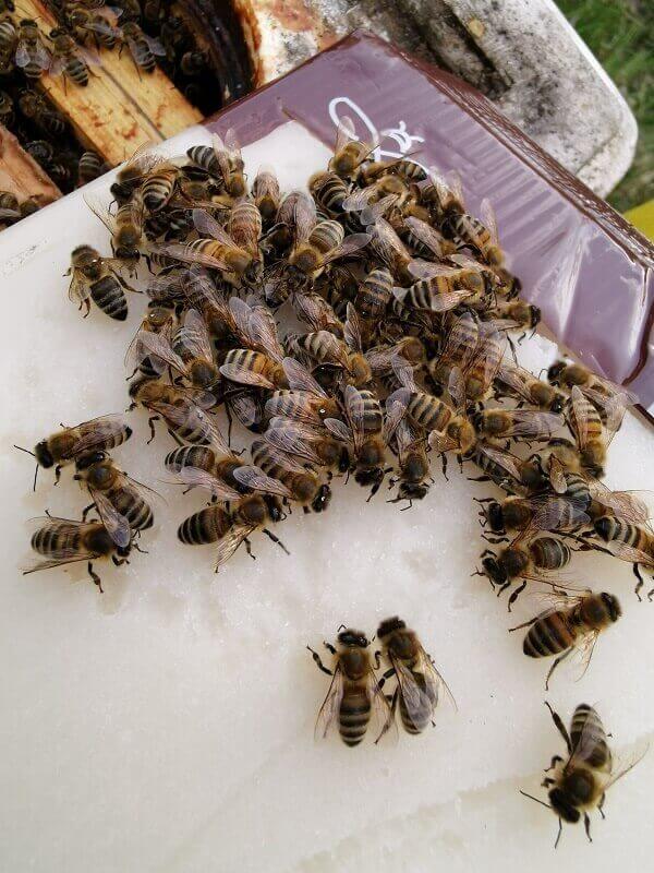 Apiciasto Suport Majčina dušica i Hmelj -5