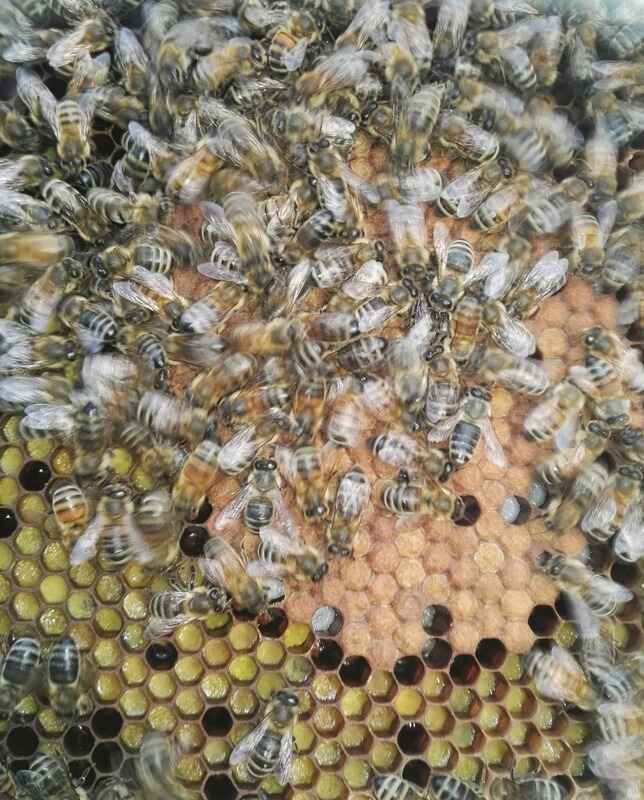 ApiCiasto Protein + - 4