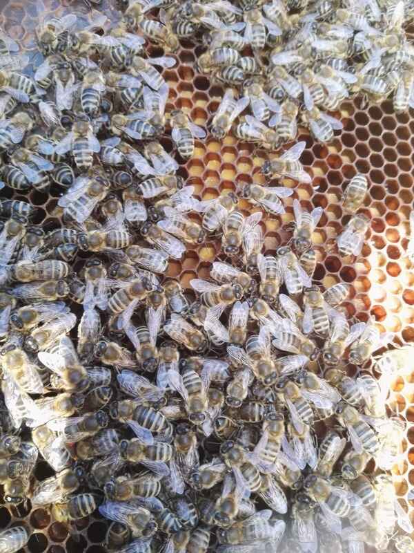 ApiCiasto Protein + - 4